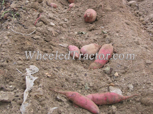 Sweet Potato Harvester